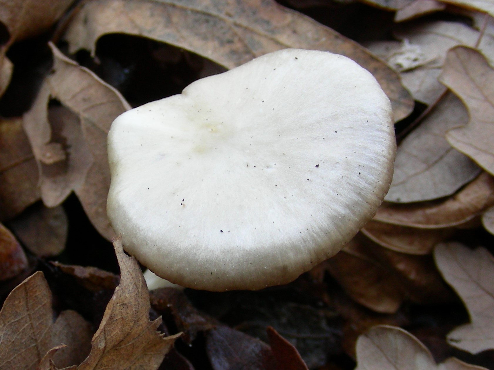 1208 Gennaio vecchio ritrovamento